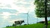 Kuh auf Weide mit Windrädern im Hintergrund